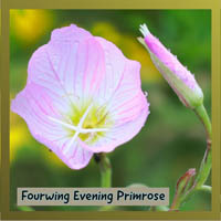 Fourwing Evening Primrose